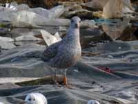 Goéland cantabrique Larus michahellis 'lusitanius' 5·BLF