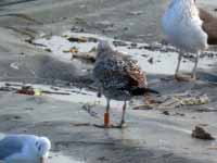 Goéland cantabrique Larus michahellis 'lusitanius' 5·BLF