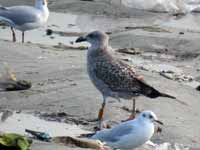 Goéland cantabrique Larus michahellis 'lusitanius' 5·BLF