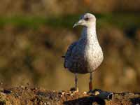 Goéland cantabrique Larus michahellis 'lusitanius' 5·BLF