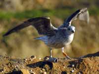 Goéland cantabrique Larus michahellis 'lusitanius' 5·BLF