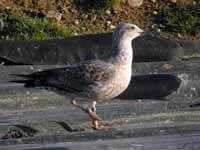 Goéland cantabrique Larus michahellis 'lusitanius' 5·BLF