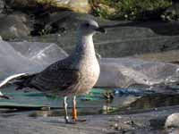 Goéland cantabrique Larus michahellis 'lusitanius' 5·BLF