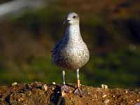 Goéland cantabrique Larus michahellis 'lusitanius' 5·BLF