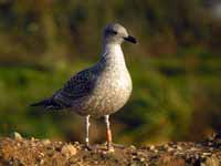 Goéland cantabrique Larus michahellis 'lusitanius' 5·BLF