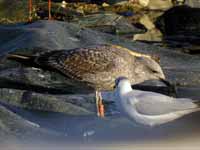 Goéland cantabrique Larus michahellis 'lusitanius' 5·BLF