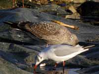 Goéland cantabrique Larus michahellis 'lusitanius' 5·BLF