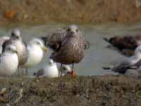 Goéland cantabrique Larus michahellis 'lusitanius' 5·BLF