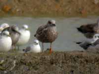 Goéland cantabrique Larus michahellis 'lusitanius' 5·BLF