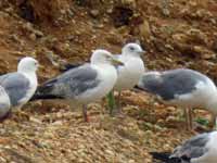 Goéland cantabrique Larus michahellis 'lusitanius' 5·BLF