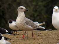 Goéland cantabrique Larus michahellis 'lusitanius' 5·BLF