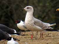 Goéland cantabrique Larus michahellis 'lusitanius' 5·BLF