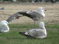 Goéland leucophée Larus michahellis