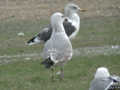 Goéland leucophée Larus michahellis