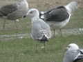 Goéland leucophée Larus michahellis