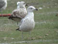 Goéland leucophée Larus michahellis