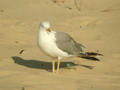 Goéland leucophée Larus michahellis