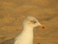 Goéland leucophée Larus michahellis