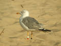 Goéland leucophée Larus michahellis [RBN,M;LBW,L,R]