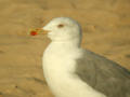 Goéland leucophée Larus michahellis [RBN,M;LBW,L,R]