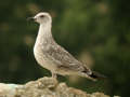 Goéland leucophée Larus michahellis