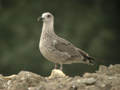 Goéland leucophée Larus michahellis  255V