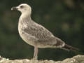 Goéland leucophée Larus michahellis 255V