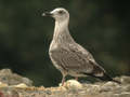 Goéland leucophée Larus michahellis 255V