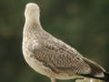 Goéland leucophée Larus michahellis 255V