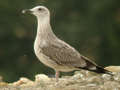 Goéland leucophée Larus michahellis 255V