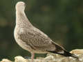 Goéland leucophée Larus michahellis 255V