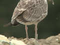 Goéland leucophée Larus michahellis 255V