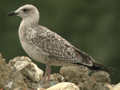 Goéland leucophée Larus michahellis