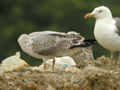 Goéland leucophée Larus michahellis