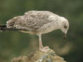 Goéland leucophée Larus michahellis