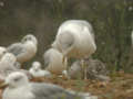 Goéland leucophée Larus michahellis 723C