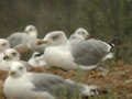 Goéland leucophée Larus michahellis 723C