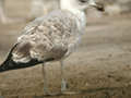 Goéland leucophée Larus michahellis 269T