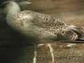 Goéland leucophée Larus michahellis 269T