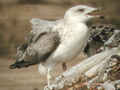 Goéland leucophée Larus michahellis 491T