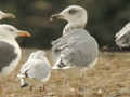 Goéland leucophée Larus michahellis