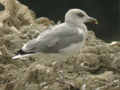 Goéland leucophée Larus michahellis