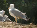 Goéland leucophée Larus michahellis