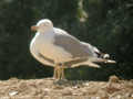 Goéland leucophée Larus michahellis