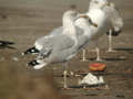 Goéland leucophée Larus michahellis