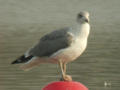 Goéland leucophée Larus michahellis 199S