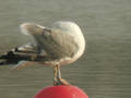 Goéland leucophée Larus michahellis 199S