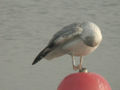 Goéland leucophée Larus michahellis 199S