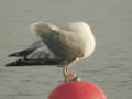 Goéland leucophée Larus michahellis 199S