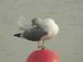 Goéland leucophée Larus michahellis 199S